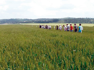 Jornada tècnica del Departament d'Agricultura sobre el cultiu de cereals a Cardona 